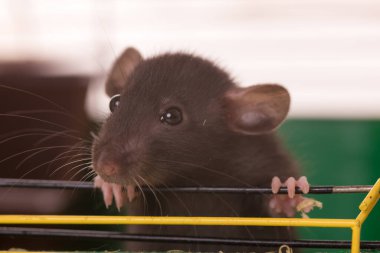 Evcil yavru fareyi kafese kapatın.