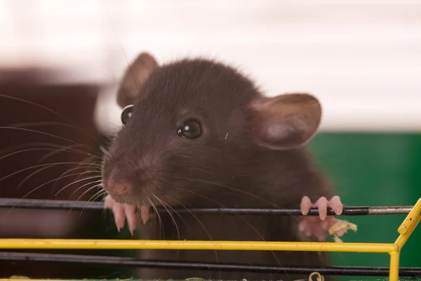 Bébé Rat Domestique Dans Une Cage Gros Plan — Photo