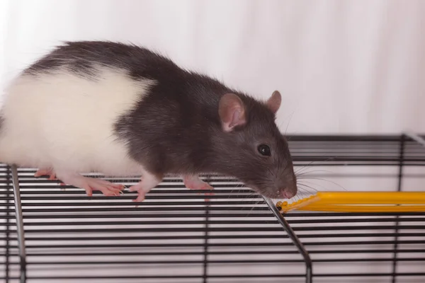 Portrait Domestic Rat Cage Closeup — Stock Photo, Image