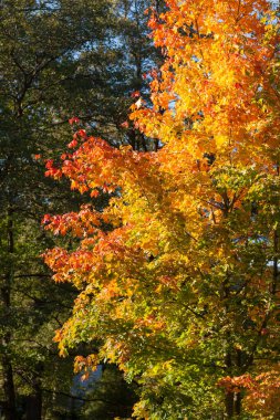 Parktaki ağaçların sonbahar yaprakları