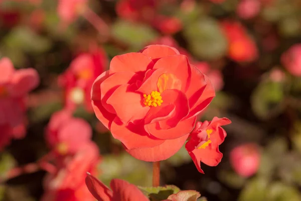 Red Begonia Flowers Closeup Sunny Day — Stock Photo, Image