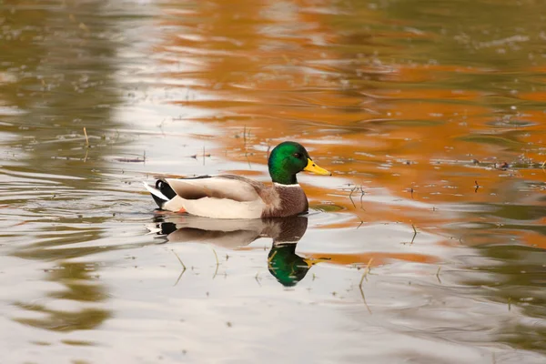 Porträt Einer Ente Die Auf Dem Wasser Schwimmt — Stockfoto