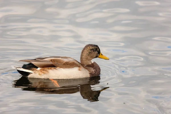 Porträt Einer Ente Die Auf Dem Wasser Schwimmt — Stockfoto