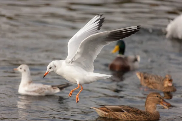 Porträt Einer Möwe Flug Über Dem Wasser — Stockfoto