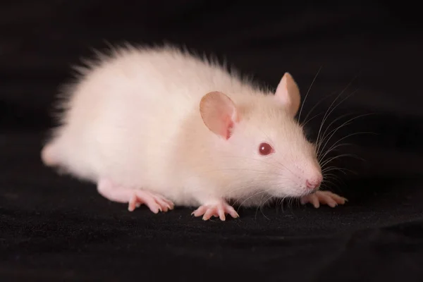 Маленькая Белая Крыса Черном Фоне — стоковое фото