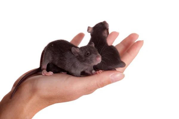 Kleine Zwarte Baby Ratten Een Palm — Stockfoto