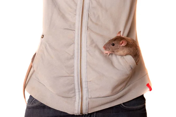 Small Baby Domestic Rat Pocket — Stock Photo, Image