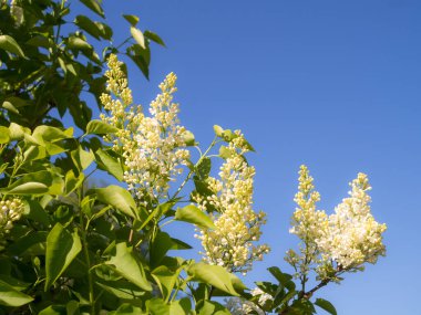 İlkbaharda gökyüzünde açan beyaz leylak dalları
