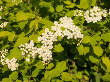 İlkbaharda açan beyaz spirea dalları 