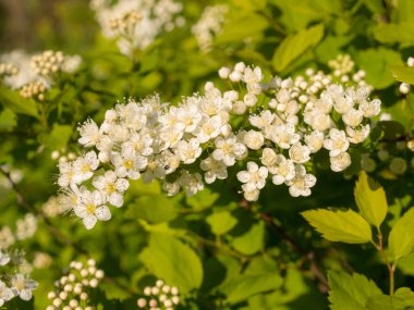 İlkbaharda açan beyaz spirea dalları 