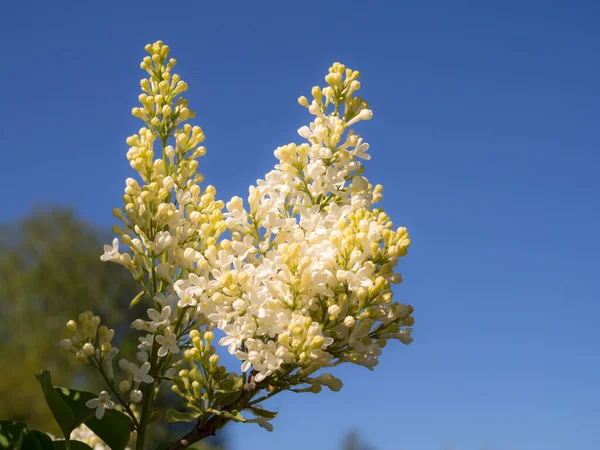 Branches Blooming White Lilac Spring Sky — Stock Photo, Image