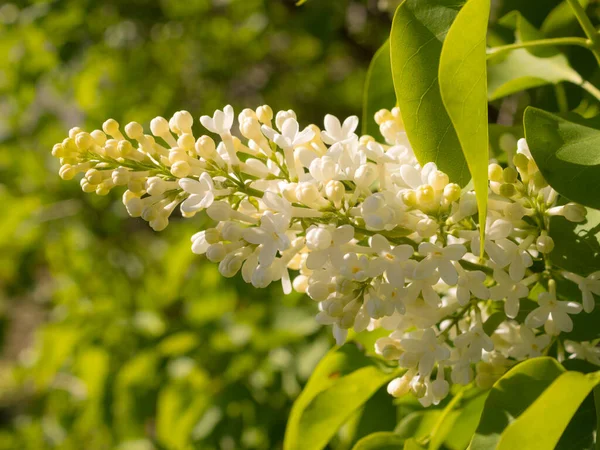 Zweig Des Blühenden Weißen Flieders Frühling — Stockfoto