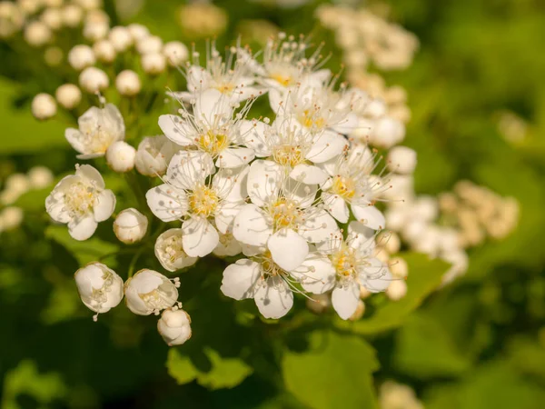 Branch Blooming White Spirea Spring Closeup — Stockfoto