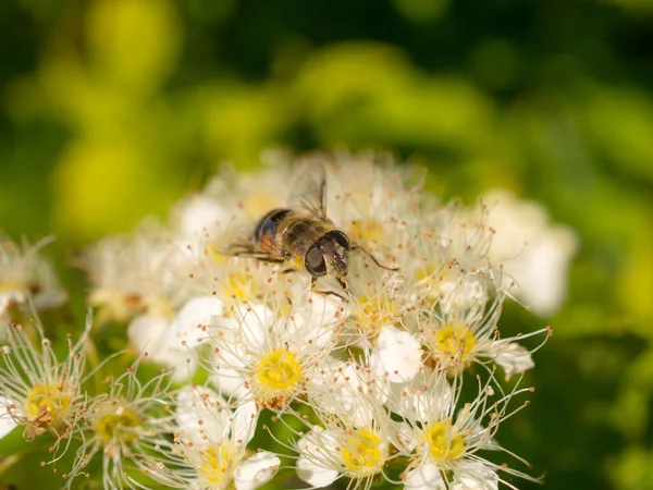 Hoverfly Blooming White Spirea Close —  Fotos de Stock