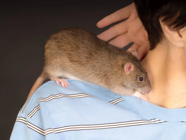 Brown Domestic Rat Shoulder Close — Stockfoto