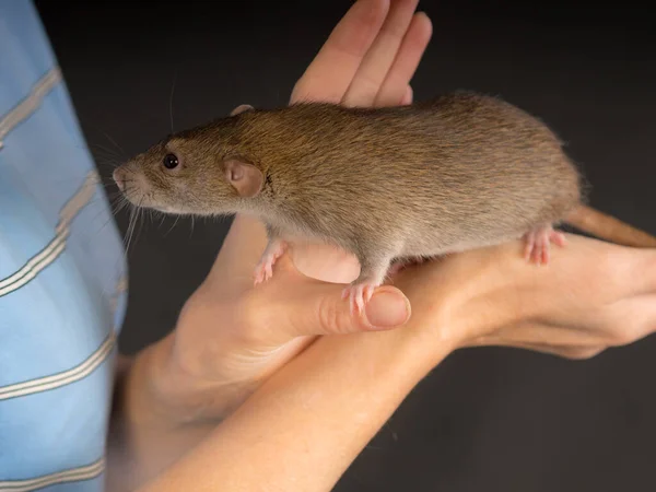 Brown Domestic Rat Hand Close — Photo