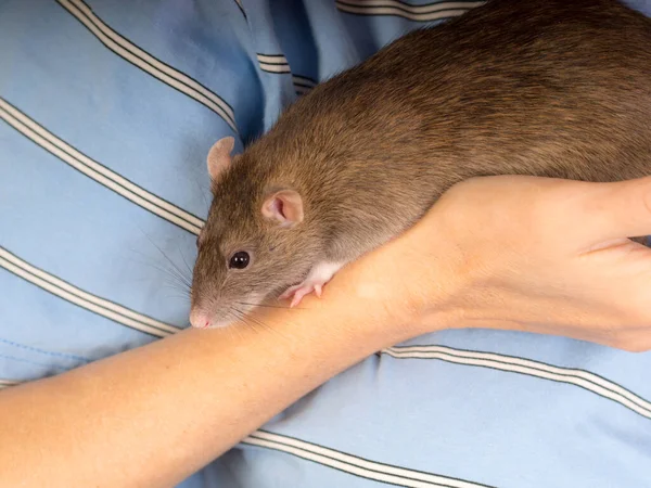 Brown Domestic Rat Hand Close — Photo