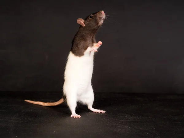 Retrato Estúdio Rato Doméstico Sobre Fundo Preto — Fotografia de Stock