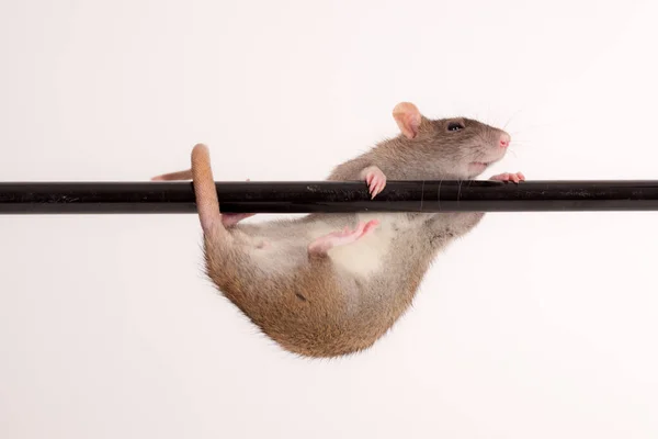 Portret Szczura Domowego Barze — Zdjęcie stockowe