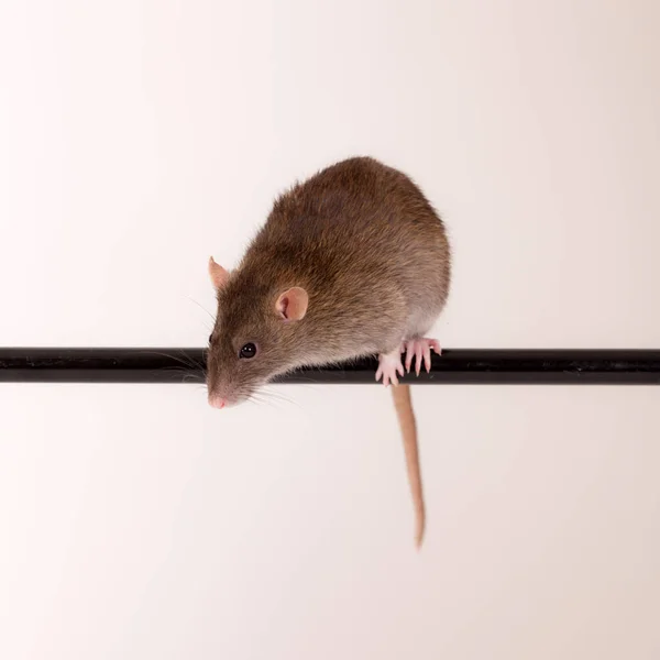 Portrait Rat Domestique Sur Bar — Photo