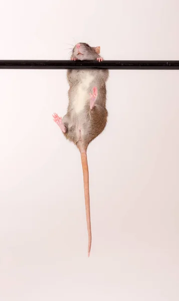 バーのネズミの肖像画です — ストック写真