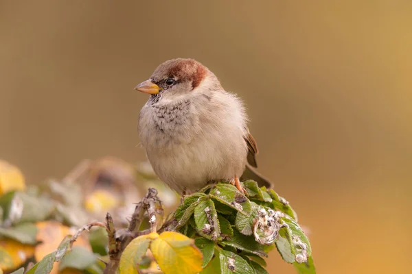 Portrét Vrabce Větvi Divoké Růže Popředí — Stock fotografie