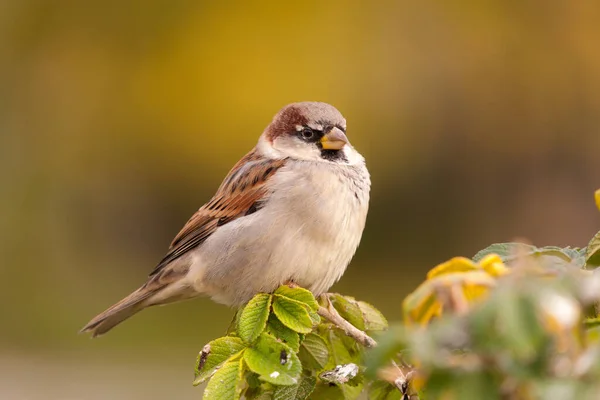 portrait of a sparrow on a branch of wild rose closeup