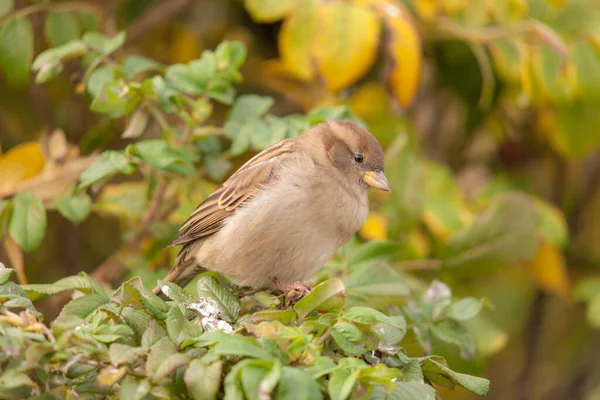 Porträt Eines Sperlings Auf Einem Hagebuttenzweig Herbst — Stockfoto