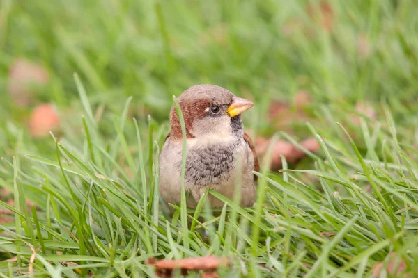 Porträt Eines Sperlings Grünen Gras Nahaufnahme — Stockfoto