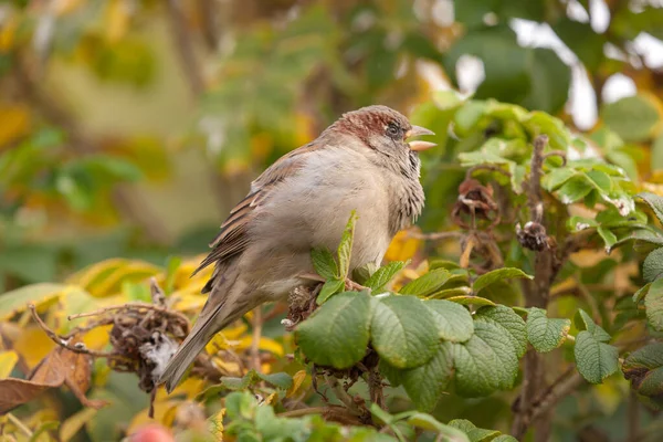 Portrait Moineau Sur Une Branche Verte Rose Sauvage Gros Plan — Photo