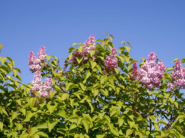 Güneşli bir bahar gününde açan leylak dalları