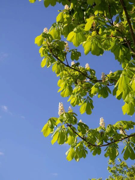 Branches Blossoming Chestnut Spring Day — Stock Photo, Image