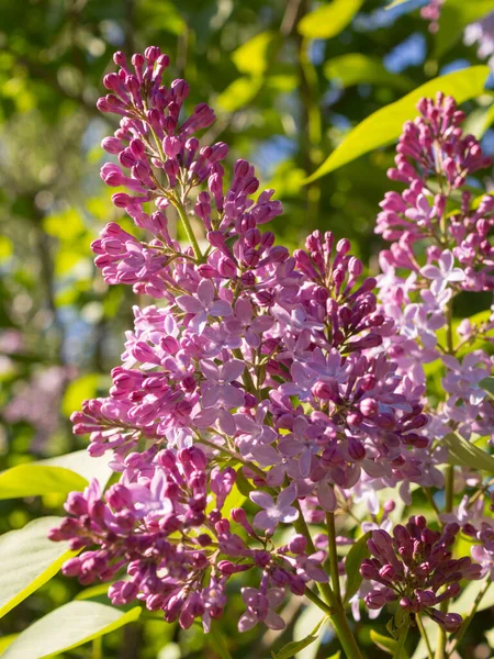 Rami Lilla Fiore Una Soleggiata Giornata Primaverile Primo Piano — Foto Stock