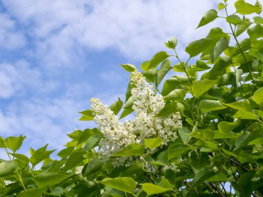 İlkbaharda gökyüzünde beyaz leylak