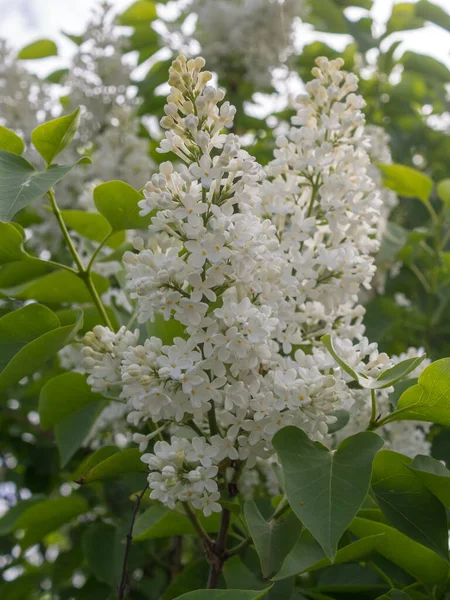 Lilla Bianca Vicino Giorno Primavera — Foto Stock