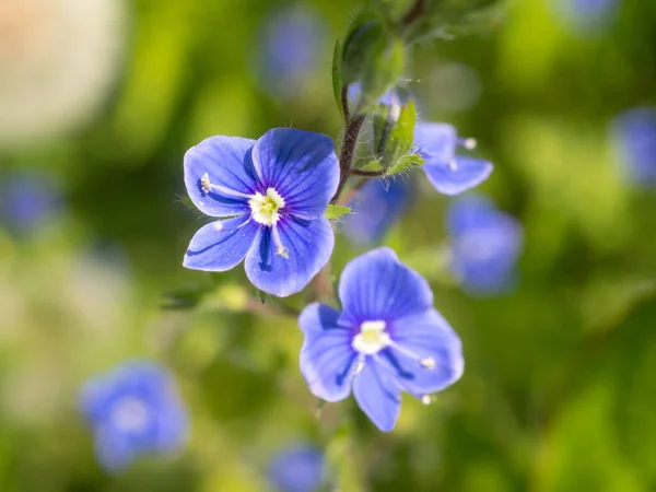 Blå Veronica Blomster Tæt Sommerdag - Stock-foto