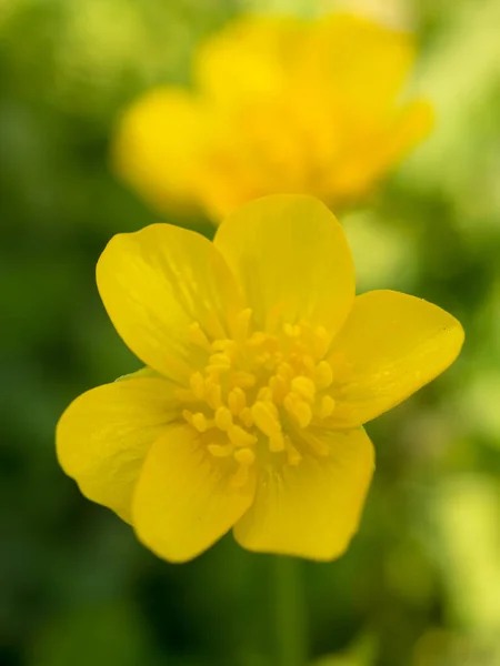 Żółty Jaskier Letni Dzień Zbliżenie — Zdjęcie stockowe