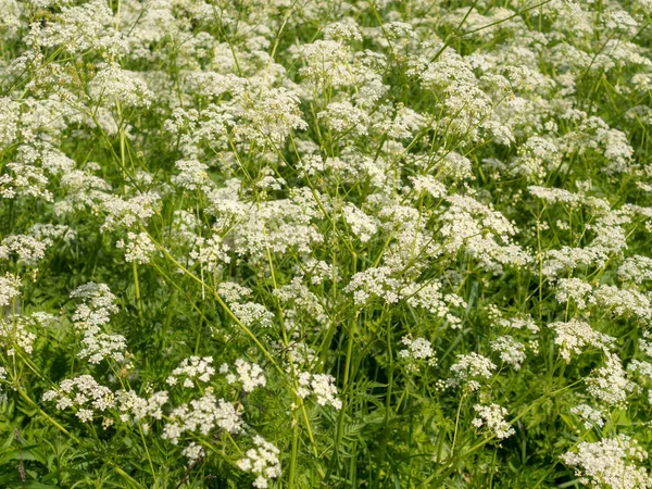 Fioritura Kupyr Con Piccoli Fiori Bianchi Estate — Foto Stock