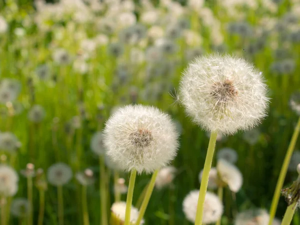 Weiße Löwenzahne Hautnah Einem Sommertag — Stockfoto