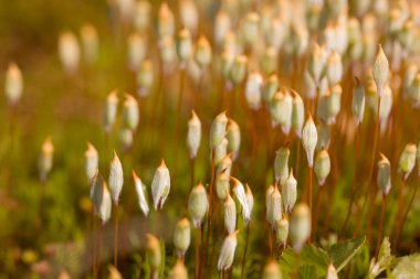 Ormandaki yosunlar güneşli bir günde kapanır.