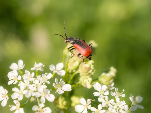 Skalbagge Små Vita Blommor Sommaren — Stockfoto