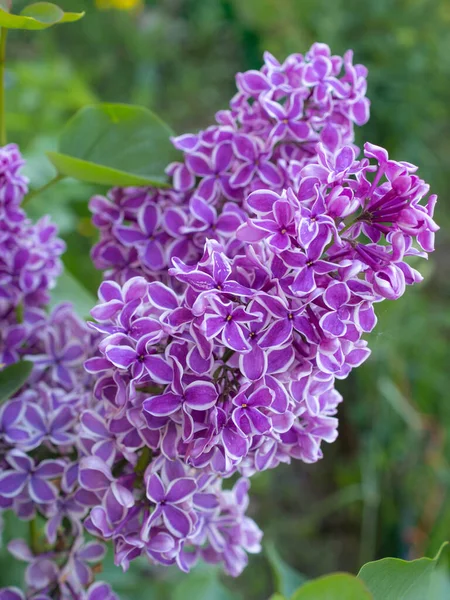 Due Rami Lillà Fiore Primo Piano — Foto Stock