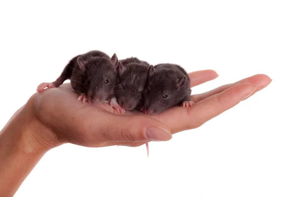 Drei Kleine Schwarze Babyratten Auf Einer Palme — Stockfoto