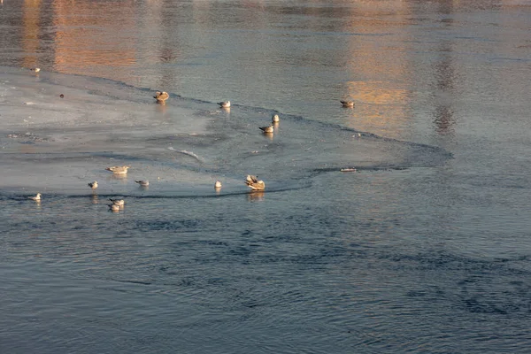 Rebanho Gaivotas Gelo Rio — Fotografia de Stock