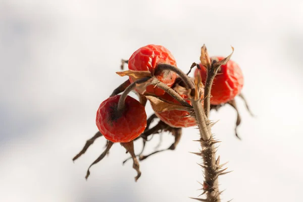 Red Rose Hips Winter Close — Stock Photo, Image