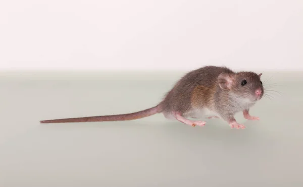 一只小老鼠的画室肖像 — 图库照片
