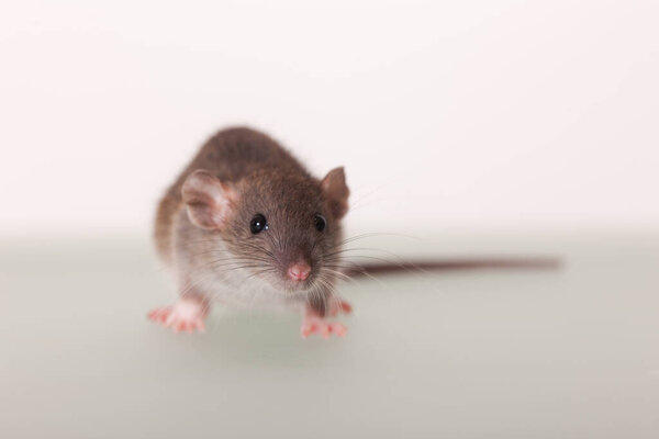 студийный портрет крысы крупным планом