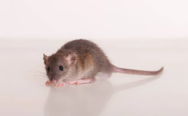 Studioporträt Einer Baby Ratte Aus Nächster Nähe — Stockfoto