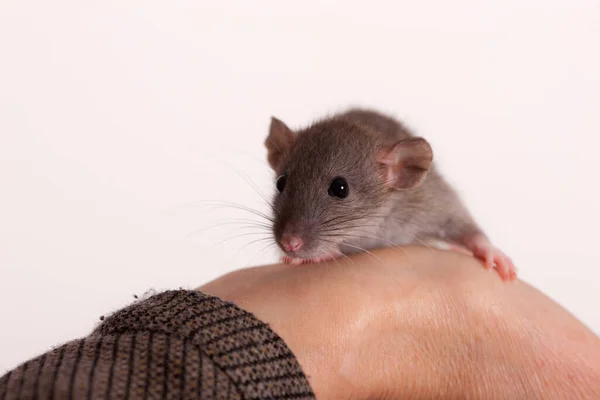 Mały Szczur Ludzkiej Ręce Zbliżenie — Zdjęcie stockowe