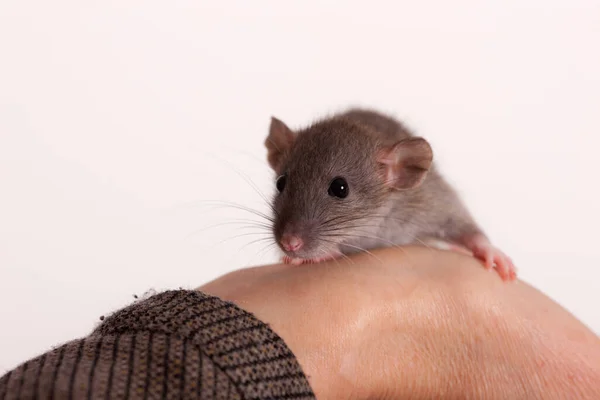 Kleine Baby Ratte Auf Einer Menschlichen Hand Nahaufnahme — Stockfoto